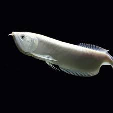 Platinum Silver Arowana for sale - rare metallic platinum-white coloration