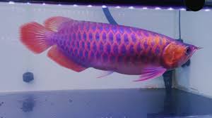 Purple Base Super Red Arowana side view