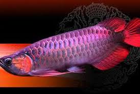 Purple Base Super Red Arowana scale detail