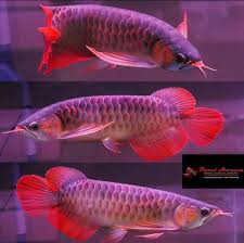 Purple Base Super Red Arowana for sale - rare purple base with deep red fins