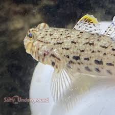 Sand Goby side view