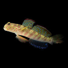 Sand Goby full body