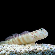 Sand Goby for sale - beautiful ornate pattern on light tan background