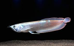 Silver Arowana for sale near me