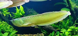 South American Arowanas for sale