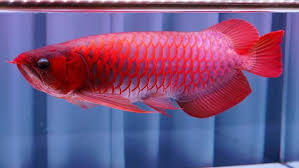 Super Red Arowana for sale