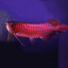 Violet Fusion Super Red Arowana side view