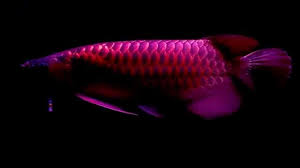 Violet Fusion Super Red Arowana full body