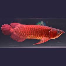 Violet Fusion Super Red Arowana scale detail