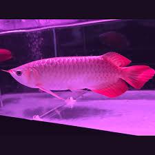 Violet Fusion Super Red Arowana for sale - rare violet sheen over deep red