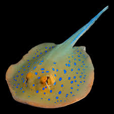 Bluespotted Stingray for sale - electric blue spots on smooth oval disc