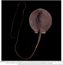 Antenna Ray thumbnail