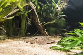 Antenna Ray Jabuti