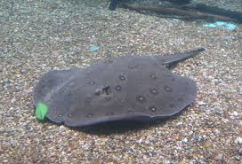 Black Motoro Stingray