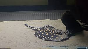Galaxy Stingray full body
