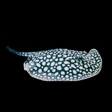 Galaxy Stingray close up spots