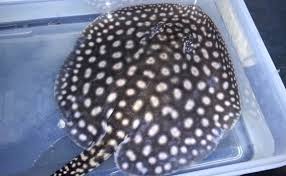 Galaxy Stingray for sale - unique starry-night pattern designer freshwater ray