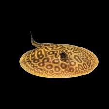 Hystrix Stingray thumbnail