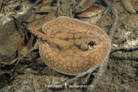 Hystrix Stingray thumbnail 2