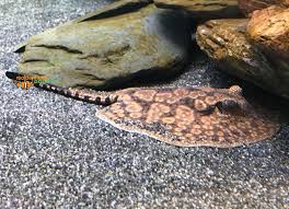 Hystrix Stingray