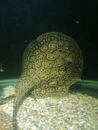 Marble Flower Ray thumbnail 2