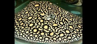 Marble Flower Ray thumbnail 3