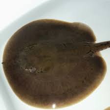 Teacup Ray thumbnail