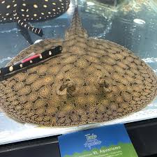 Teacup Ray thumbnail 2