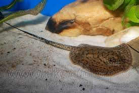 Teacup Ray thumbnail 3