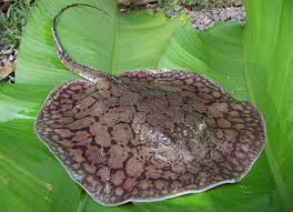 Orbignyi Stingray (Teacup Ray)