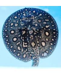 P13 Stingray close up pattern