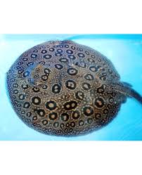 P13 Stingray for sale - designer Pearl x Motoro hybrid with reticulated pattern