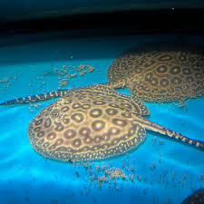 Pearl Stingray side view