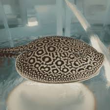 Pearl Stingray full body