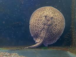 Pearl Stingray close up spots