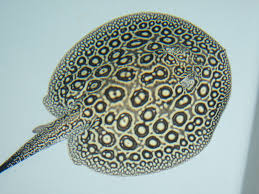 Pearl Stingray for sale - large pearl-like white spots on dark background