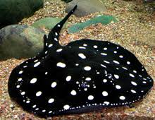 Polka Dot Pearl Stingray for sale