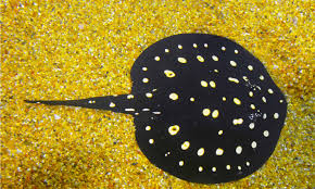 Polka Dot Pearl Stingray side view