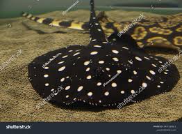Polka Dot Pearl Stingray full body