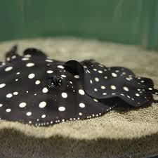 Polka Dot Pearl Stingray close up spots