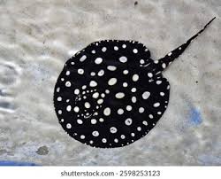 Polka Dot Pearl Stingray for sale - distinctive polka dot pattern on dark base