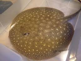 Scobina Stingray thumbnail