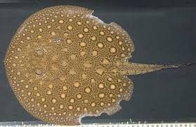 Scobina Stingray thumbnail 2