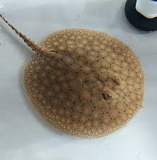 Scobina Stingray