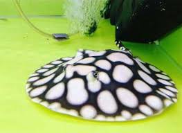 Super White Black Diamond Stingray side view