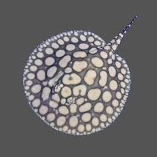 Super White Black Diamond Stingray close up spots