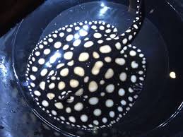 Super White Black Diamond Stingray for sale - ultra-high-grade with extreme white contrast