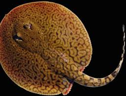 Tiger Ray thumbnail