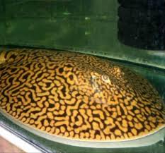 Tiger Ray thumbnail 2