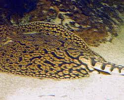 Tiger Ray thumbnail 3